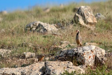 Doğa ve Keklik. Ortak kuş: Chukar Keklik. Alectoris chukar. Doğa habitat arka plan. 