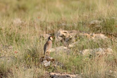 Doğa ve Keklik. Ortak kuş: Chukar Keklik. Alectoris chukar. Doğa habitat arka plan. 