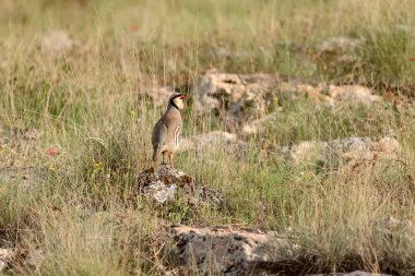 Doğa ve Keklik. Ortak kuş: Chukar Keklik. Alectoris chukar. Doğa habitat arka plan. 