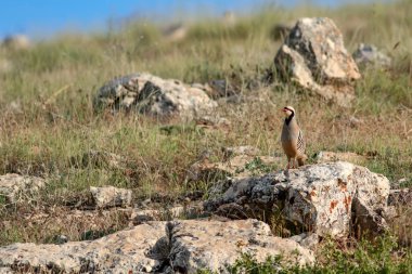 Doğa ve Keklik. Ortak kuş: Chukar Keklik. Alectoris chukar. Doğa habitat arka plan. 
