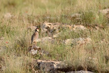 Doğa ve Keklik. Ortak kuş: Chukar Keklik. Alectoris chukar. Doğa habitat arka plan. 