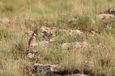 Doğa ve Keklik. Ortak kuş: Chukar Keklik. Alectoris chukar. Doğa habitat arka plan. 