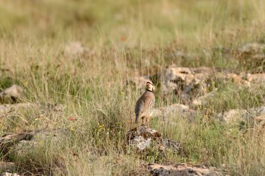 Doğa ve Keklik. Ortak kuş: Chukar Keklik. Alectoris chukar. Doğa habitat arka plan. 