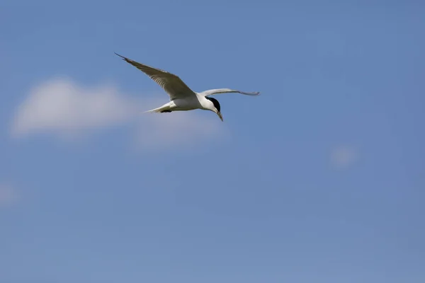 Літаючий Птах Фон Блакитного Неба — стокове фото