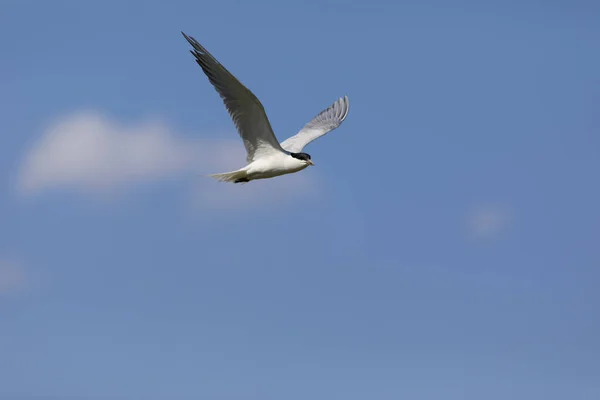 Pájaro Volador Fondo Cielo Azul — Foto de Stock