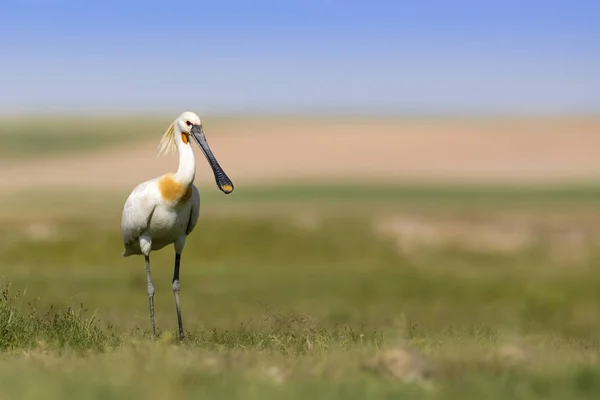 Garza Blanca Fondo Hábitat Verde Naturaleza Azul Garza Espátula Euroasiática — Foto de Stock