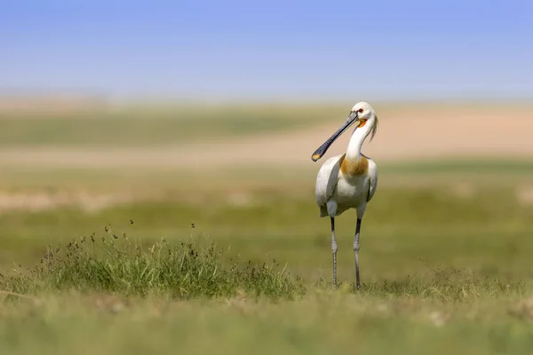 Vit Big Heron Grön Blå Natur Habitat Bakgrund Häger Eurasiska — Stockfoto