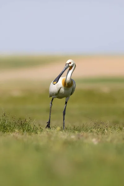 Biały Wielki Czapon Zielone Tło Siedlisk Przyrodniczych Czapla Eurasian Spoonbill — Zdjęcie stockowe