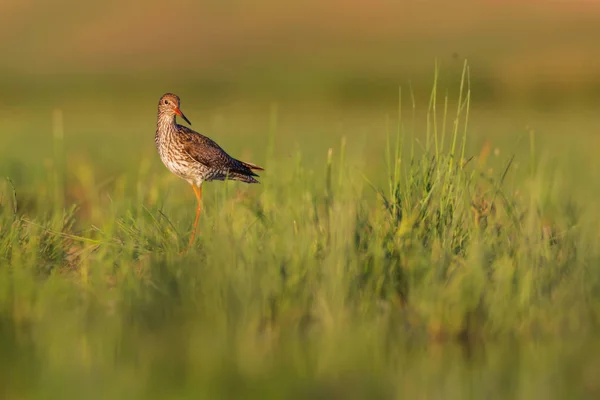 自然と鳥鳥 スポットレッドシャンク トリンガ トリンガ緑の自然の背景 — ストック写真