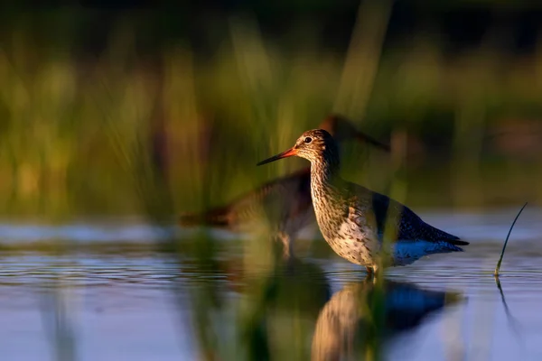 Natureza Pássaro Pássaro Manchado Redshank Tringa Tringa Fundo Natureza Verde — Fotografia de Stock