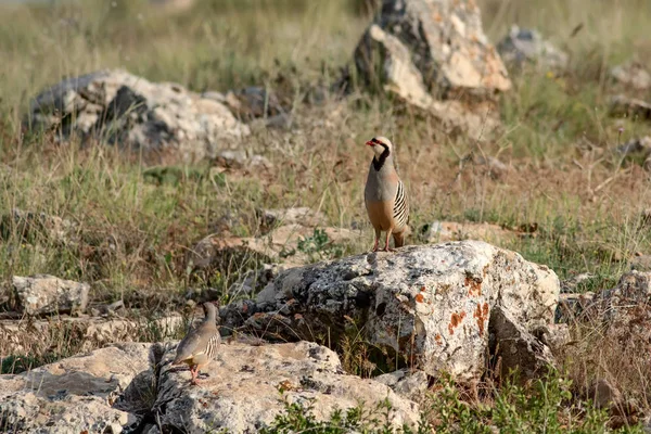 Doğa ve Keklik. Ortak kuş: Chukar Keklik. Alectoris chukar. Doğa habitat arka plan. 