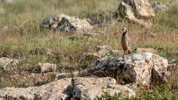 Doğa ve Keklik. Ortak kuş: Chukar Keklik. Alectoris chukar. Doğa habitat arka plan. 