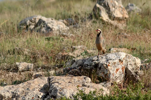 Doğa ve Keklik. Ortak kuş: Chukar Keklik. Alectoris chukar. Doğa habitat arka plan. 