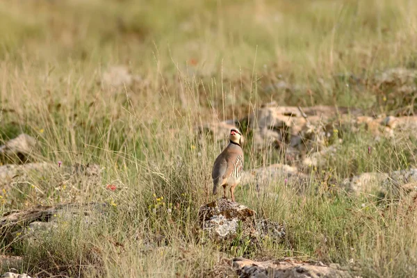 Doğa ve Keklik. Ortak kuş: Chukar Keklik. Alectoris chukar. Doğa habitat arka plan. 