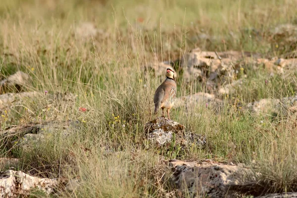 Przyroda Kuropatwa Ptak Pospolity Kuropatwa Chukar Alectoris Chukar Tło Siedlisk — Zdjęcie stockowe