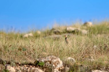 Doğa ve Keklik. Ortak kuş: Chukar Keklik. Alectoris chukar. Doğa habitat arka plan. 