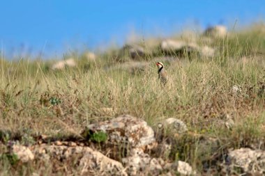 Doğa ve Keklik. Ortak kuş: Chukar Keklik. Alectoris chukar. Doğa habitat arka plan. 