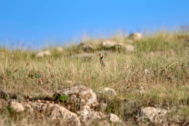 Doğa ve Keklik. Ortak kuş: Chukar Keklik. Alectoris chukar. Doğa habitat arka plan. 