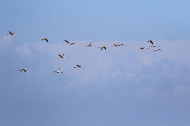 Uçan flamingolar. Mavi gökyüzü arka planı.