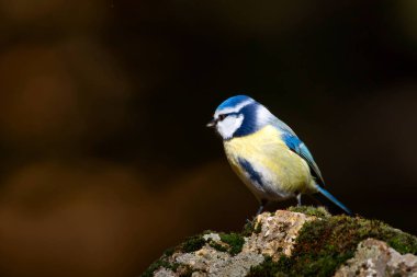 Sevimli küçük kuş. Mavi baştankara. Doğa geçmişi. Kuş: Eurasian mavi baştankara. Cyanistes caeruleus.