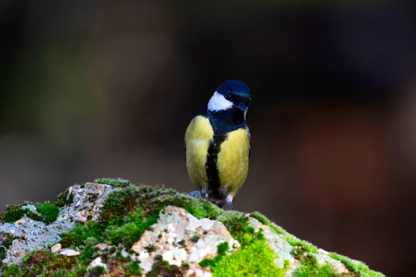 Милий Маленький Птах Темно Коричневий Фон Природи Велика Синиця — стокове фото