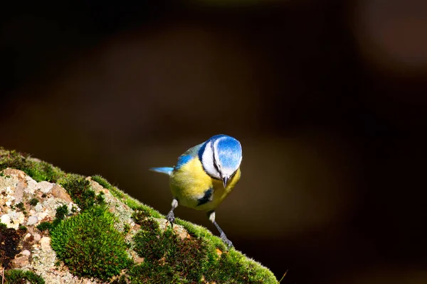 Niedlicher Kleiner Vogel Blaumeisen Natur Hintergrund Vogel Blaumeise Cyanistes Caeruleus — Stockfoto