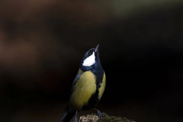 Niedlicher Kleiner Vogel Dunkelbraunen Hintergrund Kohlmeise — Stockfoto