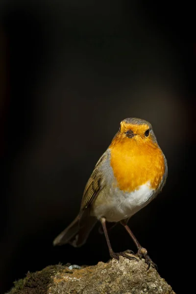 Cutw Litte Kuş Robin Karanlık Doğa Arka Planı Kuş Avrupalı — Stok fotoğraf