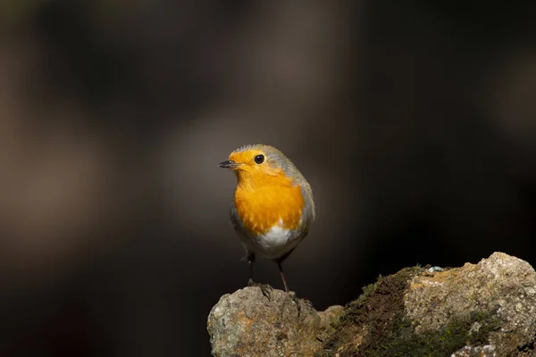 Cutw Litte Kuş Robin Karanlık Doğa Arka Planı Kuş Avrupalı — Stok fotoğraf