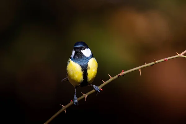 かわいい鳥ダークブラウンの自然の背景 偉大なティット — ストック写真