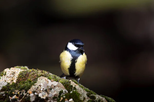 Lindo Pajarito Fondo Naturaleza Marrón Oscuro Gran Teta —  Fotos de Stock