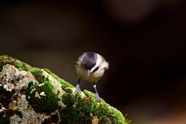 Niedlicher Kleiner Vogel Dunkler Hintergrund Vogel Schwarzmeise Poecile Lugubris — Stockfoto