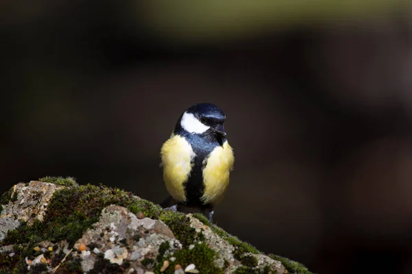 可爱的小鸟深棕色自然背景 大锡特 — 图库照片
