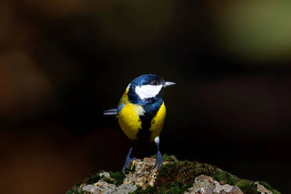 Sevimli Küçük Kuş Koyu Kahverengi Doğa Arka Plan Büyük Baştankara — Stok fotoğraf