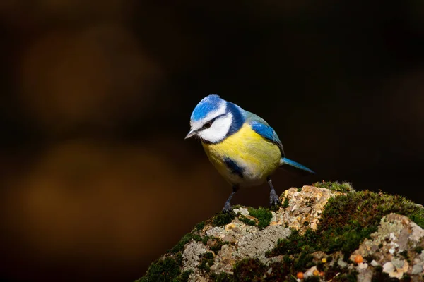 Roztomilá Ptáčku Modrý Kozy Přírodní Pozadí Pták Eurasijská Modř Cyanistes — Stock fotografie