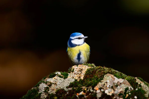 Niedlicher Kleiner Vogel Blaumeisen Natur Hintergrund Vogel Blaumeise Cyanistes Caeruleus — Stockfoto
