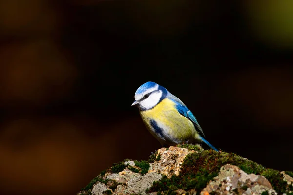 Cute Little Bird Blue Tit Nature Background Bird Eurasian Blue — Stock Photo, Image