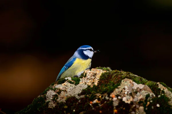 Roztomilá Ptáčku Modrý Kozy Přírodní Pozadí Pták Eurasijská Modř Cyanistes — Stock fotografie