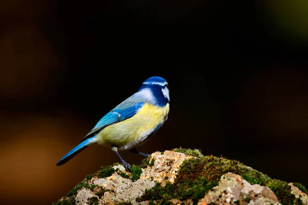 Cute little bird. Blue tit. Nature background. Bird: Eurasian Blue Tit. Cyanistes caeruleus.