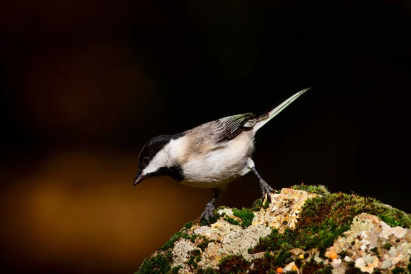 Cute little bird. Dark nature background. Bird: Sombre Tit. Poecile lugubris.