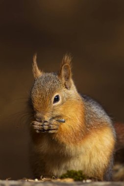 Sevimli sincap. Koyu kahverengi doğa arka plan. 