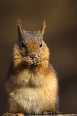 Sevimli sincap. Koyu kahverengi doğa arka plan. 