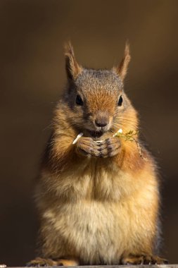 Sevimli sincap. Koyu kahverengi doğa arka plan. 