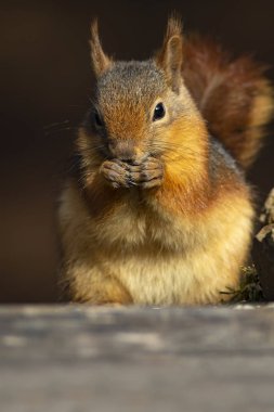Sevimli sincap. Koyu kahverengi doğa arka plan. 