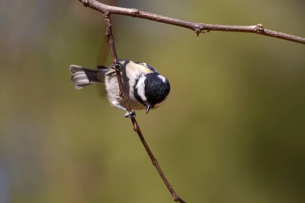 Niedlicher Kleiner Vogel Natur Hintergrund Park Garten Waldvogel Kohlmeise — Stockfoto