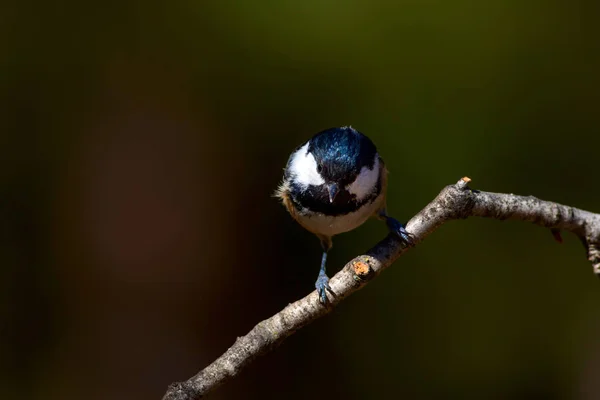 Söt Liten Fågel Natur Bakgrund Park Trädgård Skog Fågel Kolmes — Stockfoto