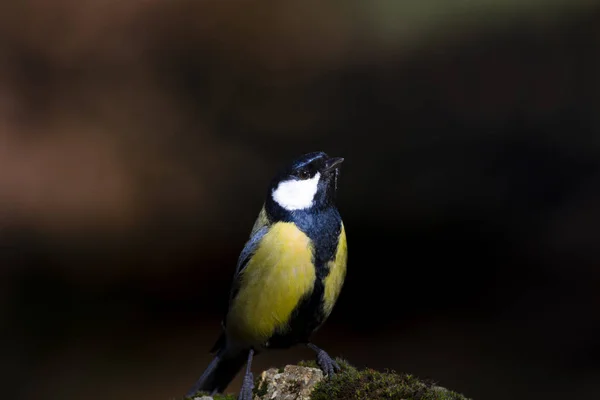 Lindo Pajarito Gran Teta Fondo Naturaleza Oscura — Foto de Stock