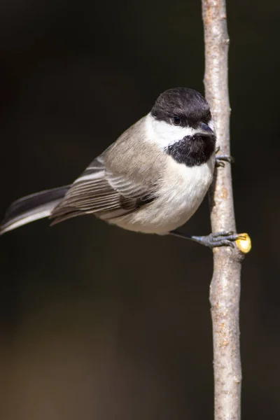 Lindo Pajarito Fondo Naturaleza Oscura Pájaro Teta Sombría Poecile Lugubris — Foto de Stock