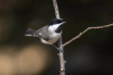 Sevimli küçük kuş. Karanlık doğa arka plan. Kuş: sombre Tit. Poecile lugubris.