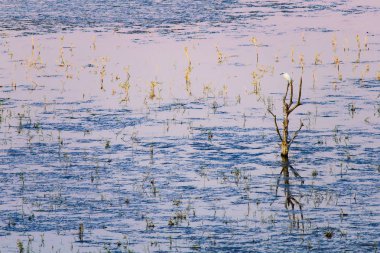 Kuru ağaç ve beyaz ot. Gün batımı doğa renkleri arka plan. Küçük Egret. Egretta garzetta.